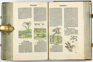 Hortus Sanitatis.