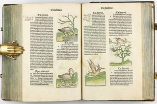 Hortus Sanitatis.