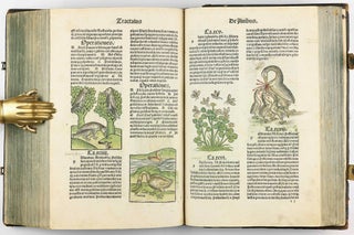 Hortus Sanitatis.