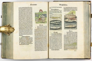 Hortus Sanitatis.