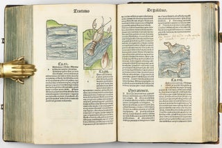 Hortus Sanitatis.