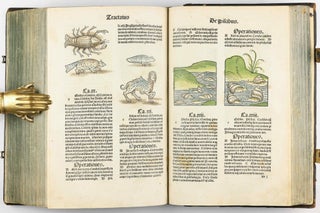 Hortus Sanitatis.