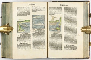 Hortus Sanitatis.