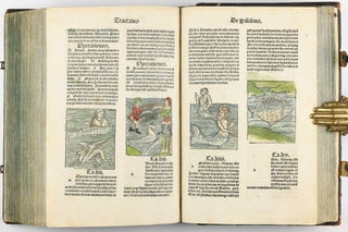 Hortus Sanitatis.