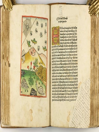 Das Buch der Natur / Regimen sanitatis - Das ist von der ordenung der gesuntheyt.