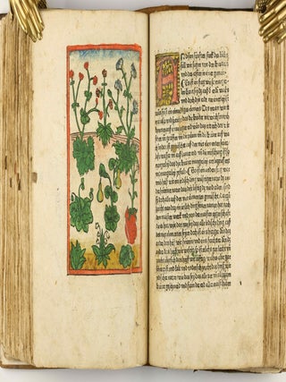 Das Buch der Natur / Regimen sanitatis - Das ist von der ordenung der gesuntheyt.