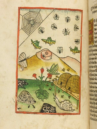 Das Buch der Natur / Regimen sanitatis - Das ist von der ordenung der gesuntheyt.