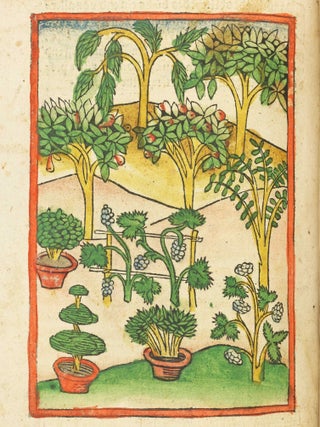 Das Buch der Natur / Regimen sanitatis - Das ist von der ordenung der gesuntheyt.