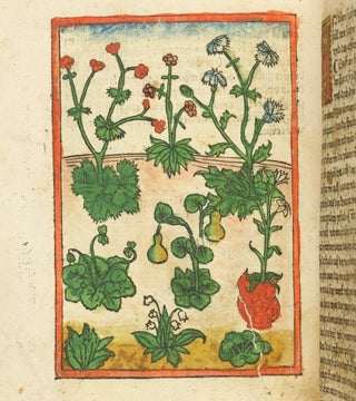 Das Buch der Natur / Regimen sanitatis - Das ist von der ordenung der gesuntheyt.