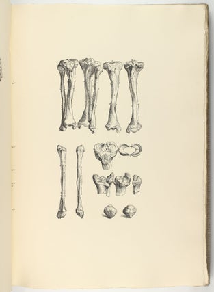 Icones anatomicae. Ediderunt Academia Medicinae Nova-Eboracensis et Bibliotheca Universitatis Monacensis.