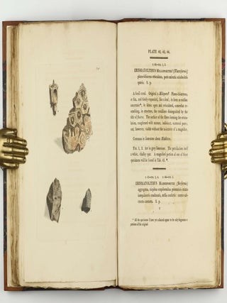 Petrificata Derbiensia; or, Figures and Descriptions of Petrifactions Collected in Derbyshire. Volume I (all published).