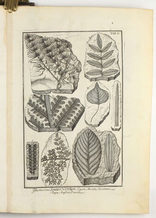 Herbarium diluvianum collectum.