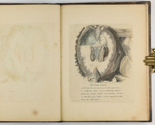 A Series of Plates of the Heart, Cranium, and Brain, in Imitation of Dissections.