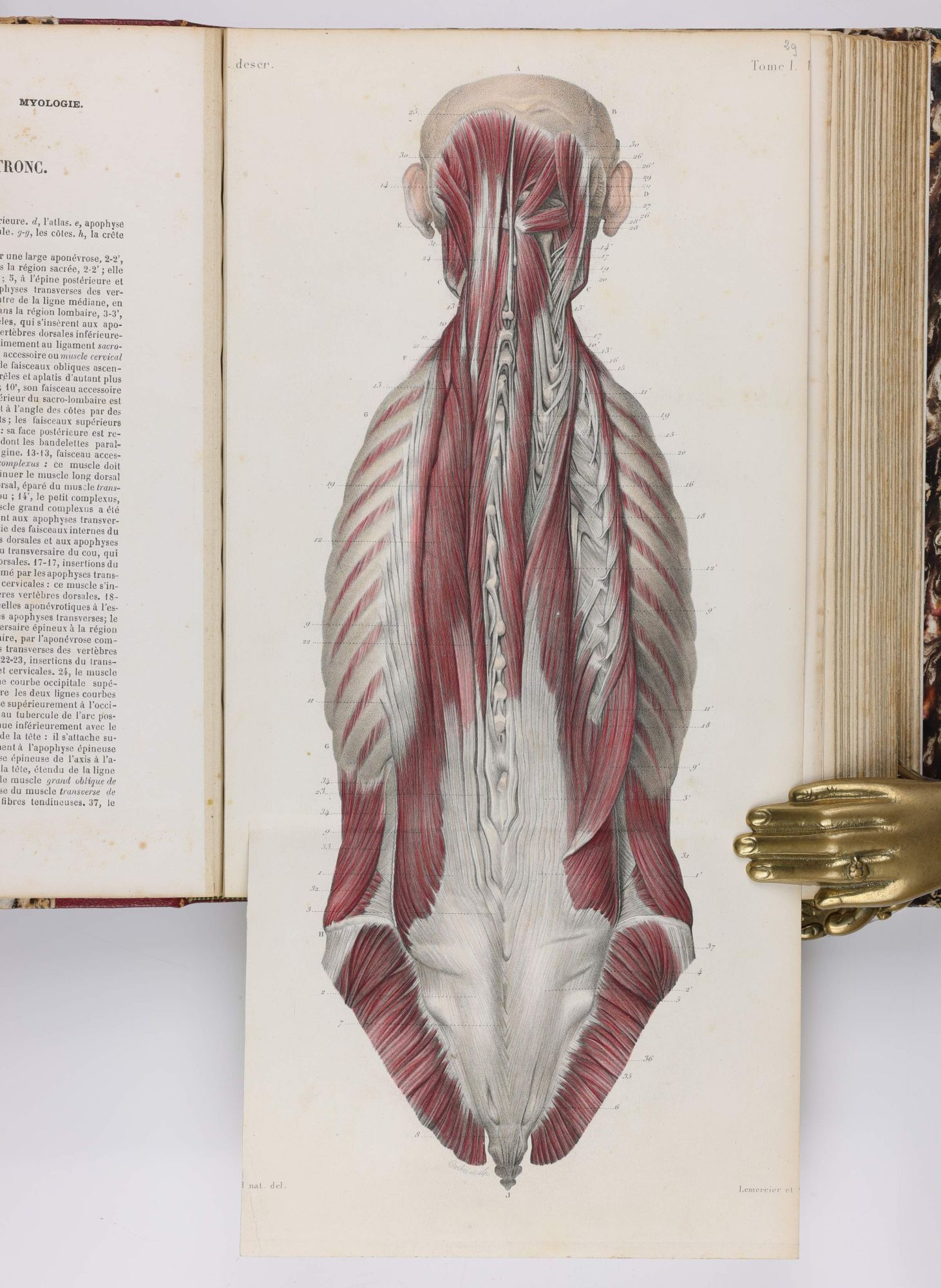 Atlas d'Anatomie Descriptive du Corps Humain | Constantin BONAMY, Paul ...