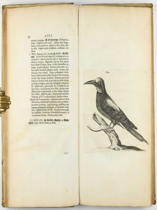 Exercitationes de differentiis & nominibus animalium, quibus accedunt mantissa anatomica et quaedam de variis fossilium generibus, deque differentiis & nominibus colorum. Editio secunda, duplo fere auctior priori, novisque iconibus ornata.