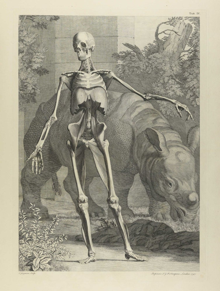 Item #003841 Tables of the Skeleton and Muscles of the Human Body. Translated from the Latin / A Compleat System of the Blood-Vessels and Nerves. Bernhard Siegfried ALBINUS.